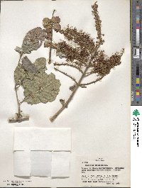 Combretum farinosum image