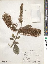 Combretum farinosum image