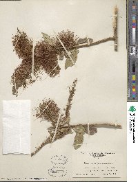 Combretum farinosum image