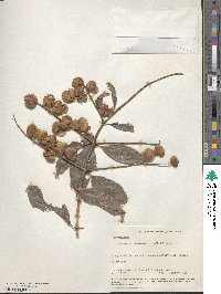 Image of Combretum fruticosum