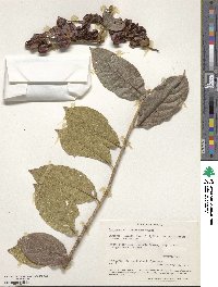 Combretum fruticosum image