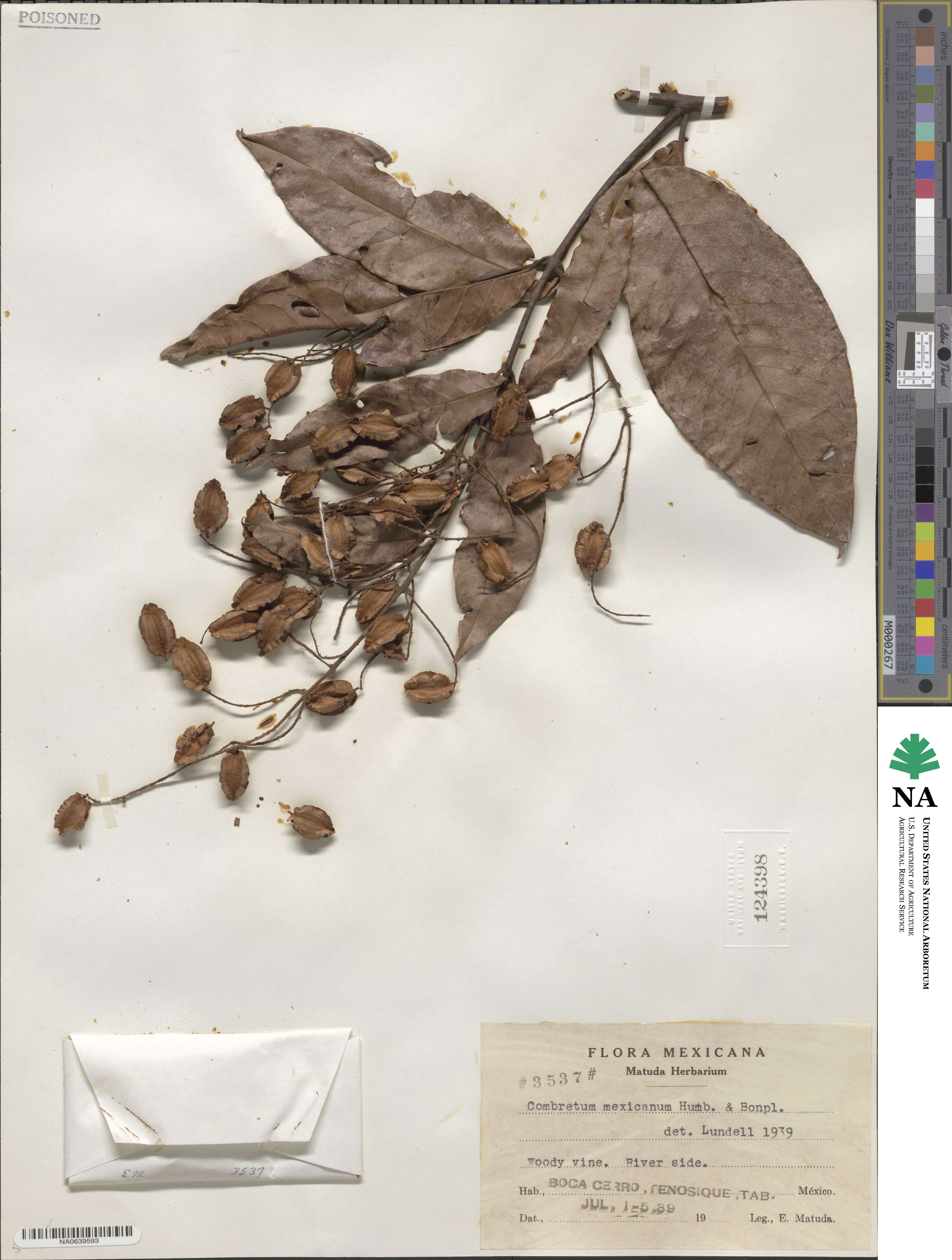 Combretum laxum image