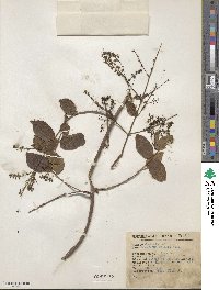 Image of Combretum decandrum