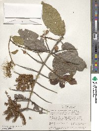 Combretum fruticosum image