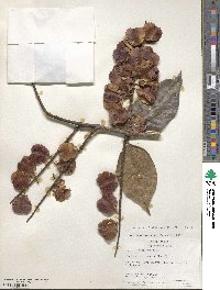 Combretum fruticosum image