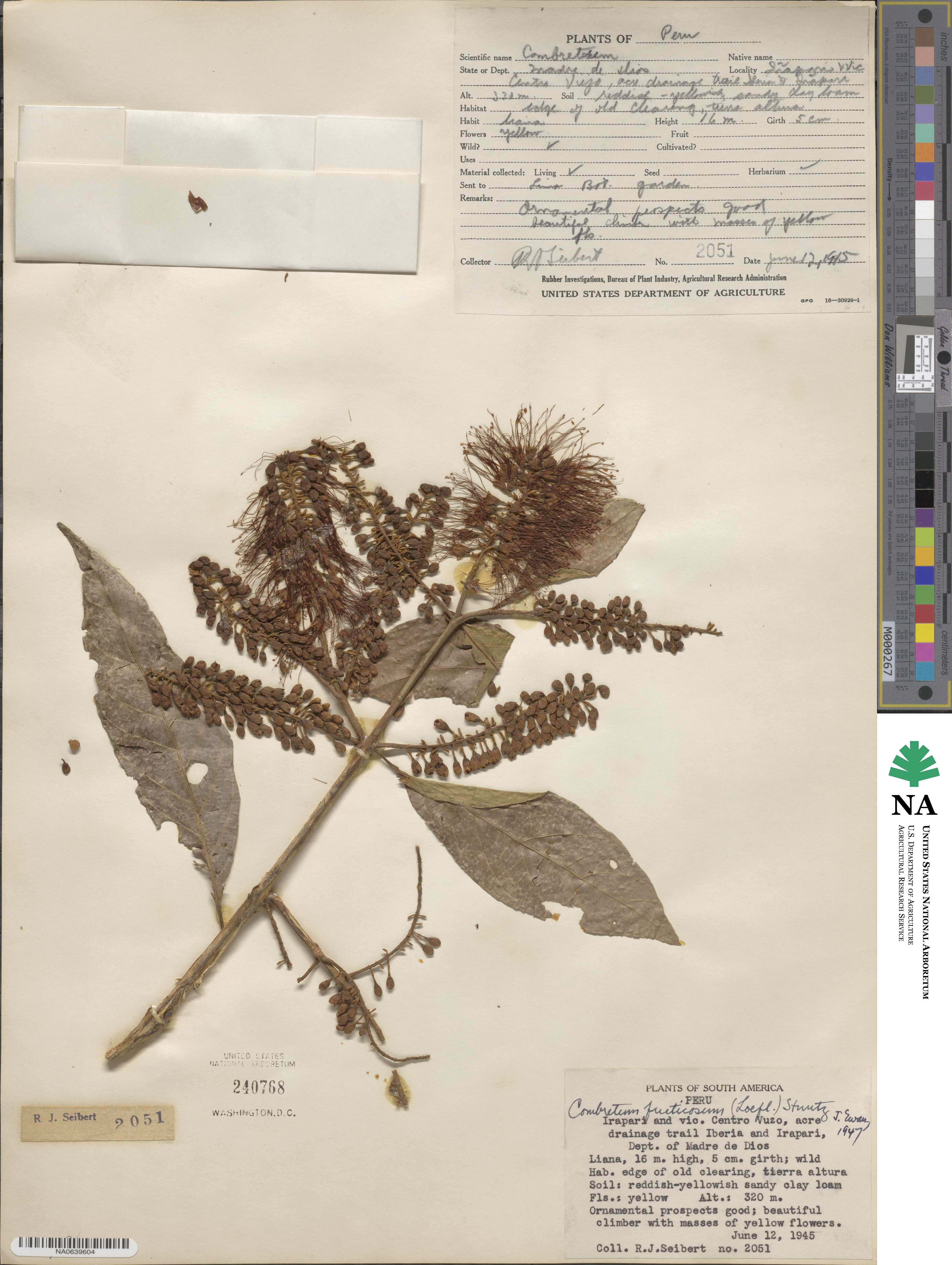 Combretum fruticosum image