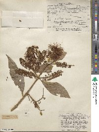 Combretum fruticosum image