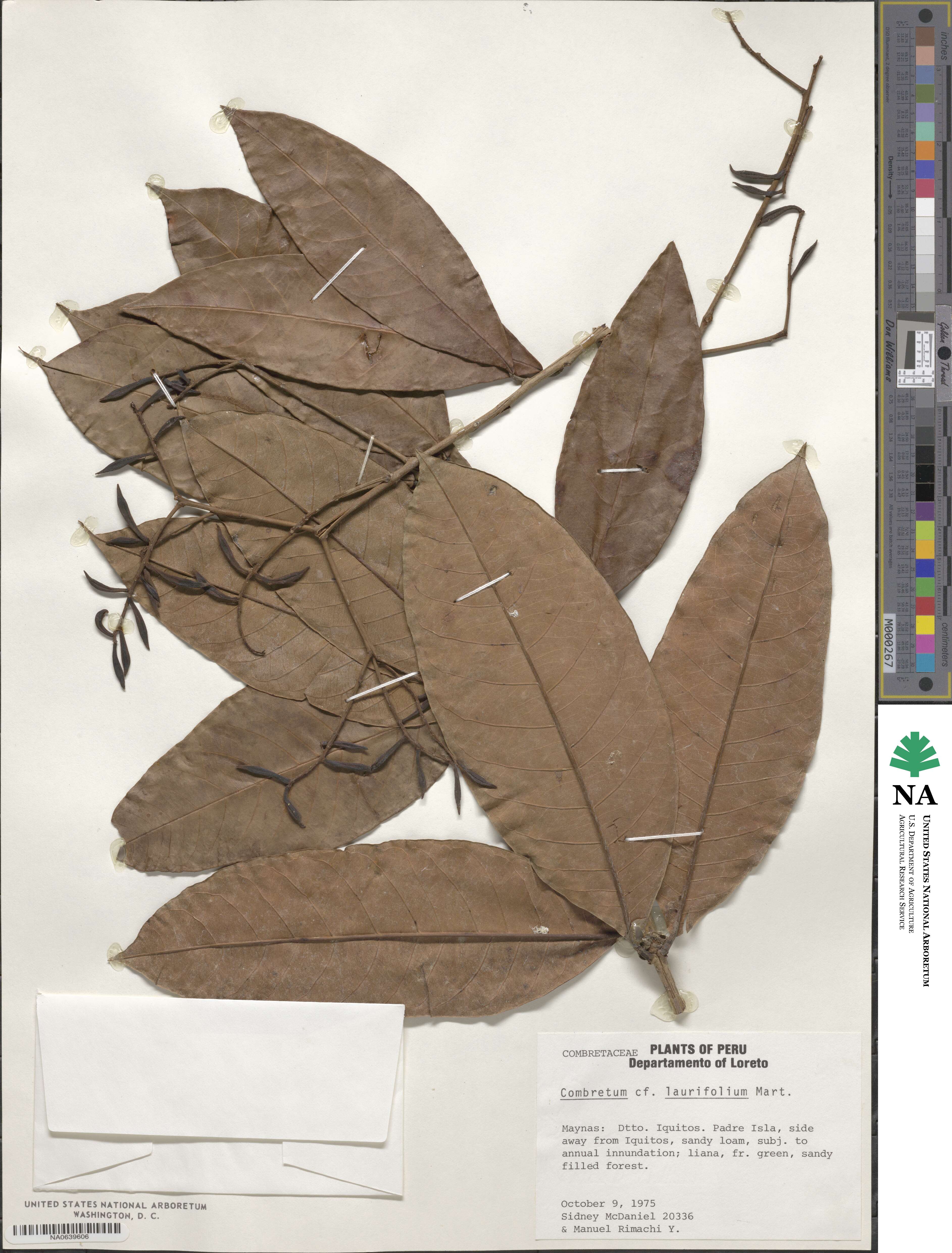 Combretum laurifolium image