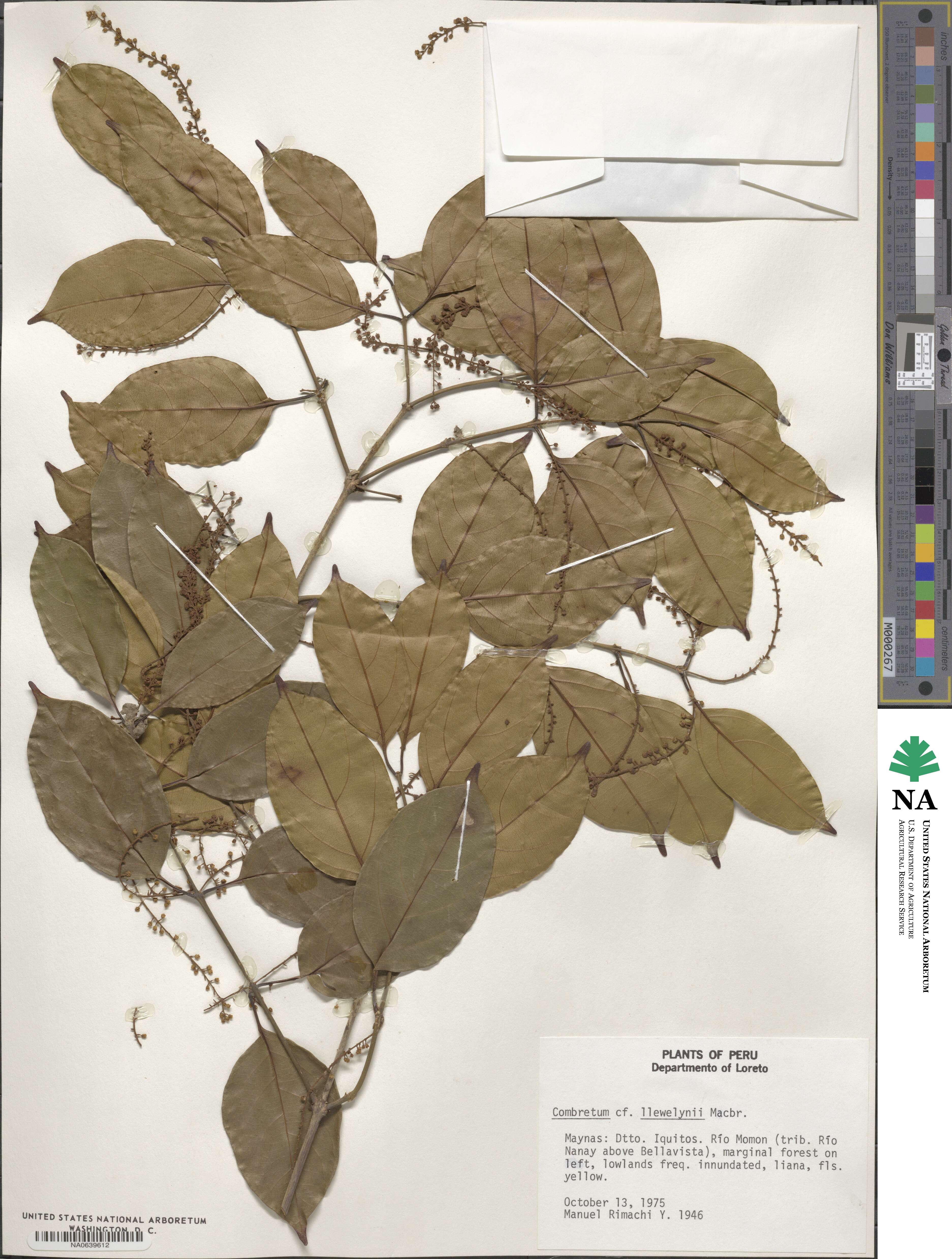 Combretum llewelynii image