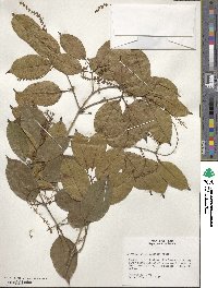 Image of Combretum llewelynii