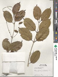 Combretum llewelynii image