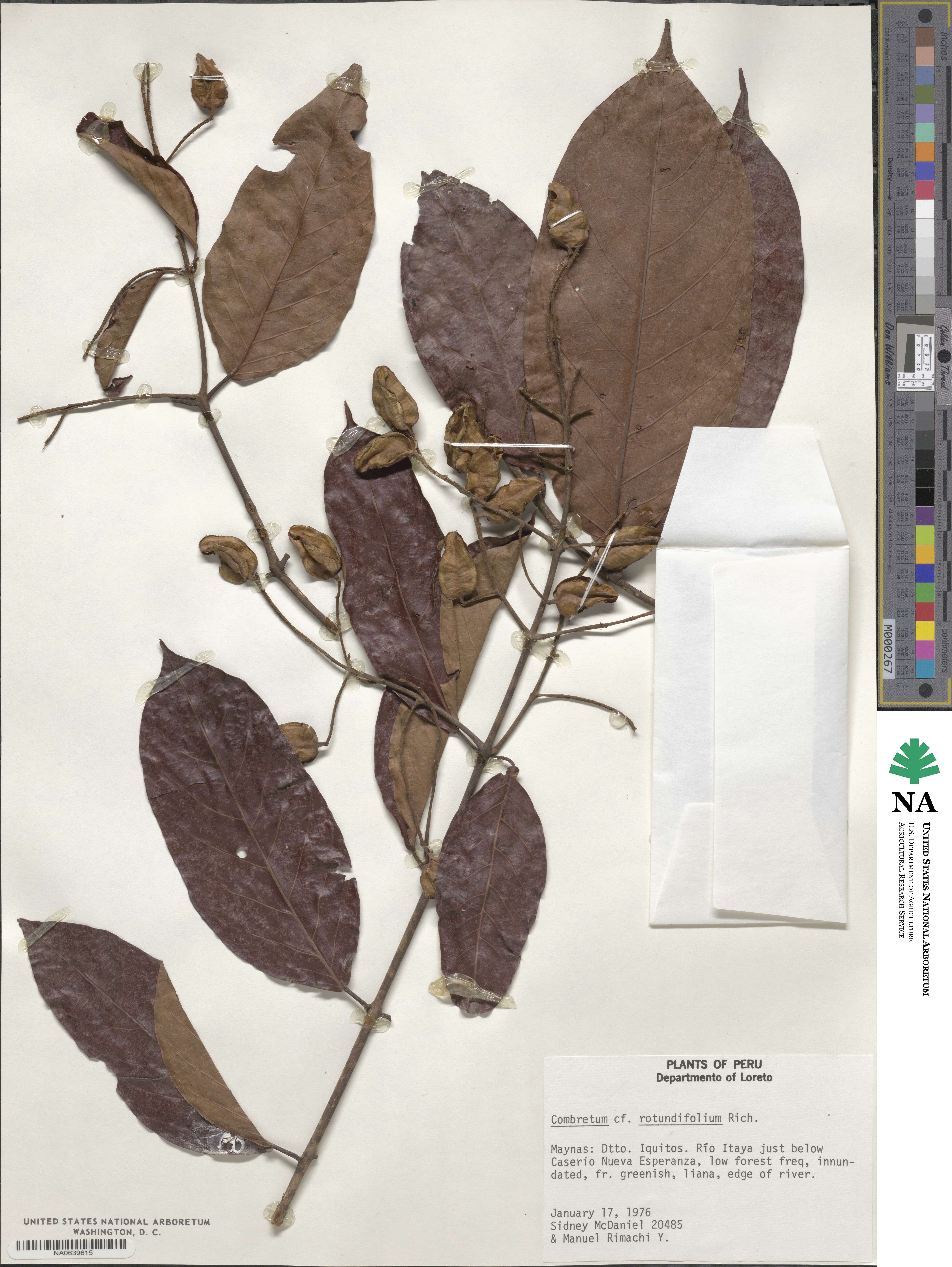 Combretum rotundifolium image