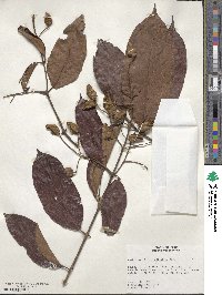 Combretum rotundifolium image