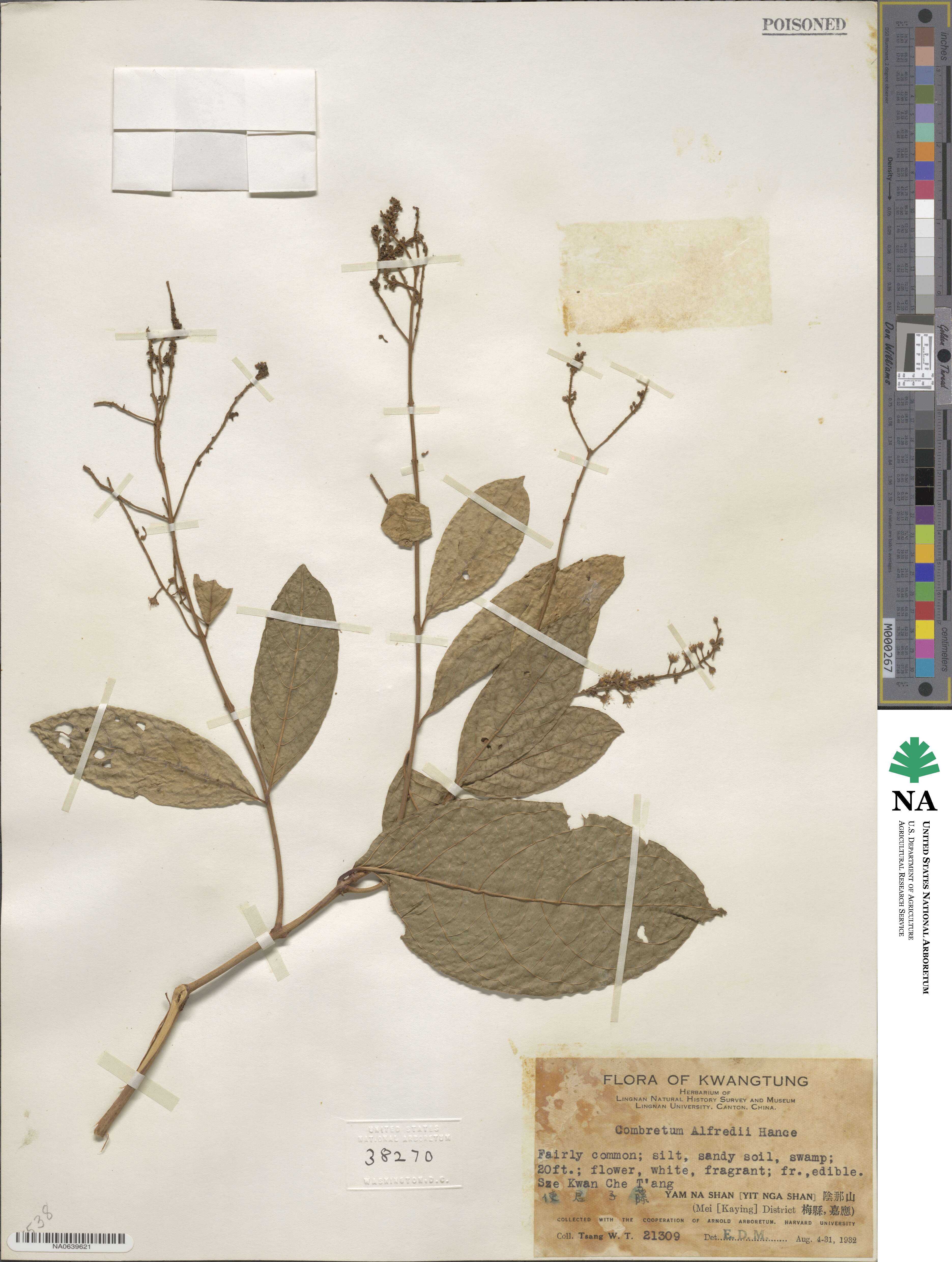 Combretum alfredii image