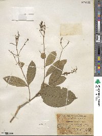 Image of Combretum alfredii