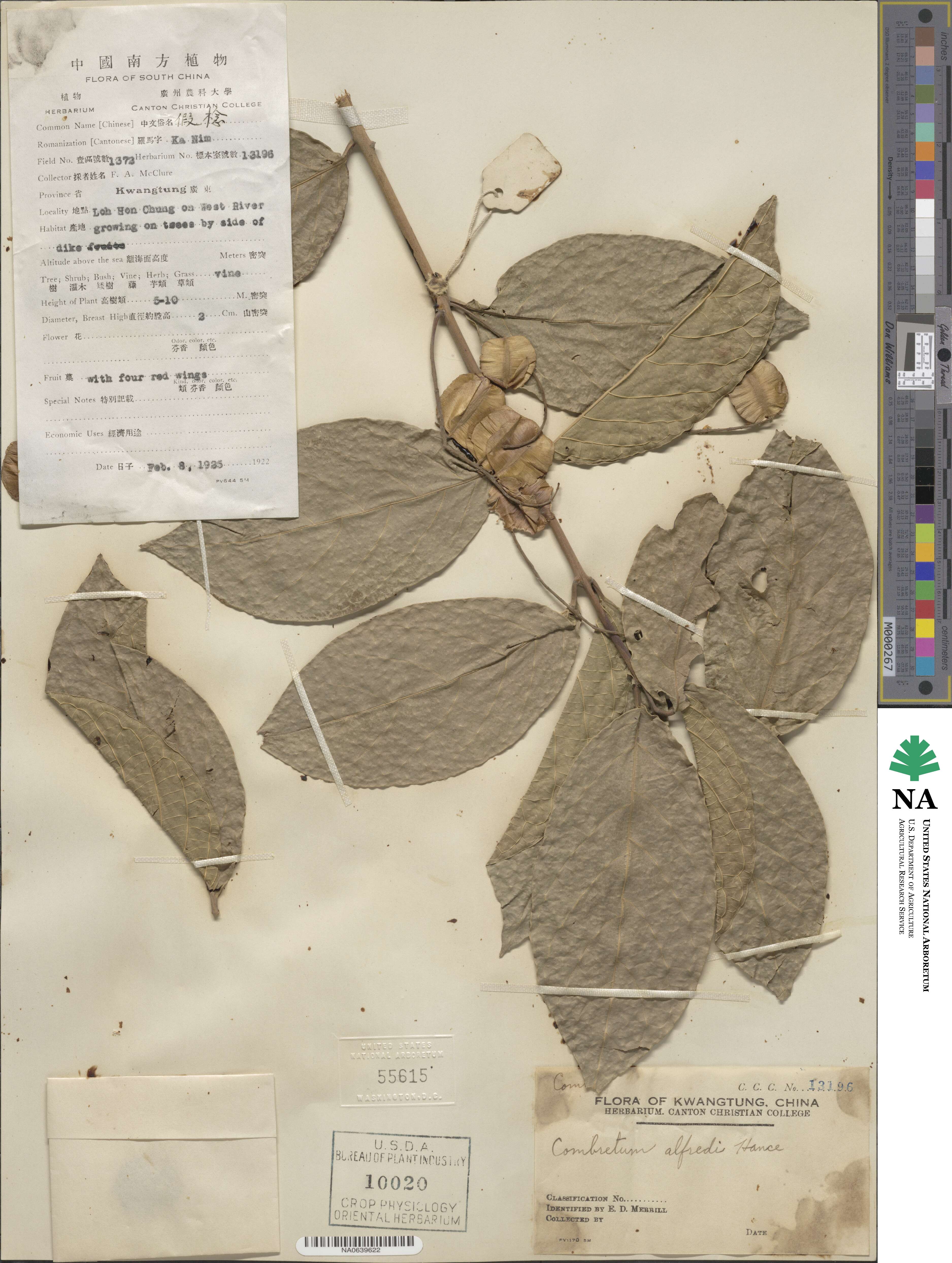 Combretum alfredii image