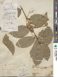 Combretum alfredii image