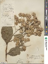 Combretum alfredii image