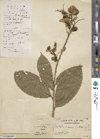 Combretum latifolium image