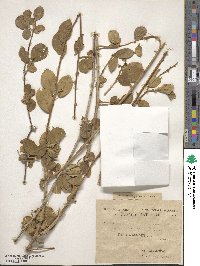 Combretum aculeatum image