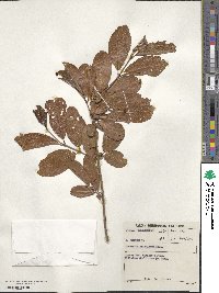 Combretum apiculatum image