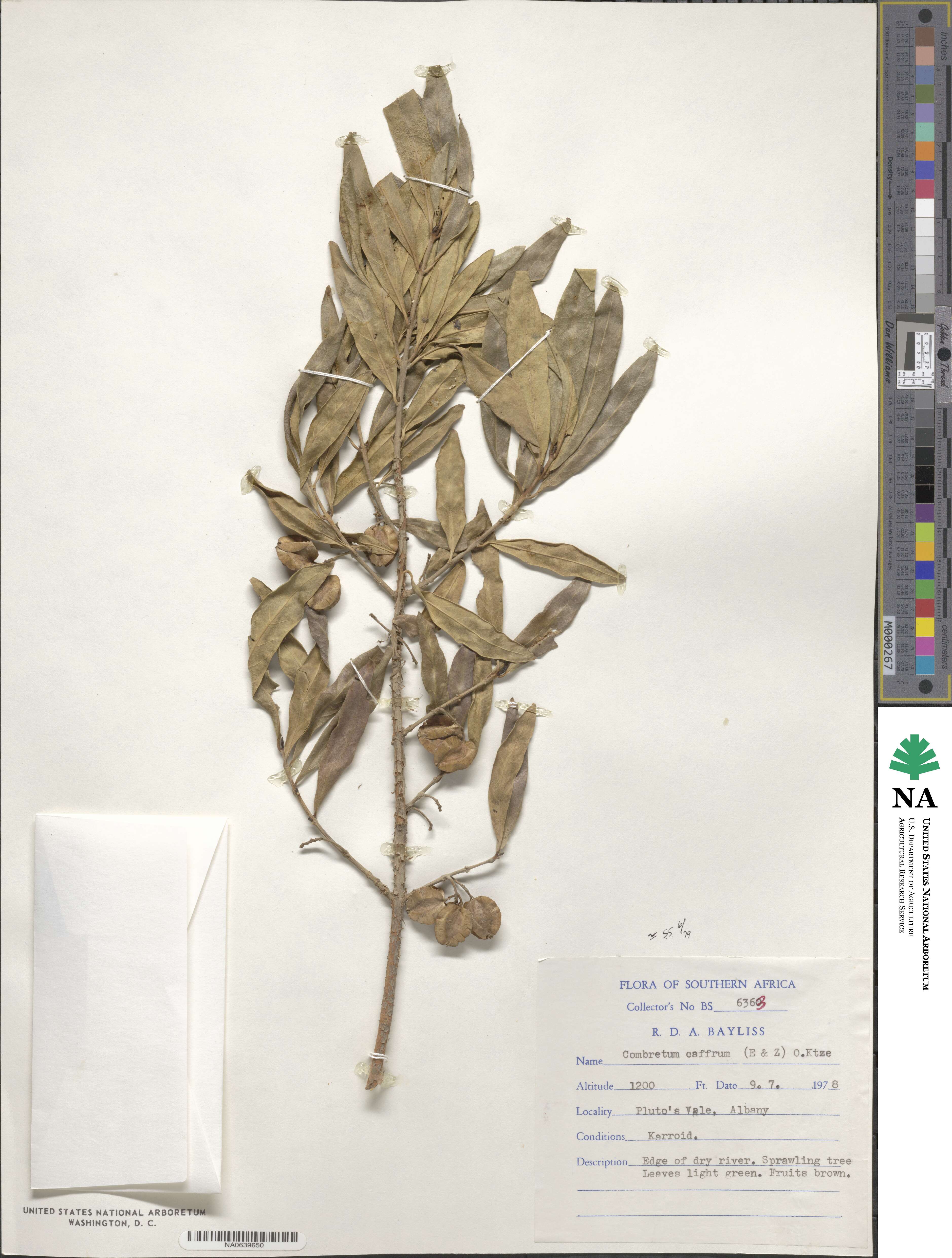 Combretum caffrum image