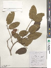 Image of Combretum collinum