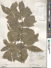 Combretum erythrophyllum image