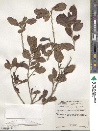 Combretum erythrophyllum image