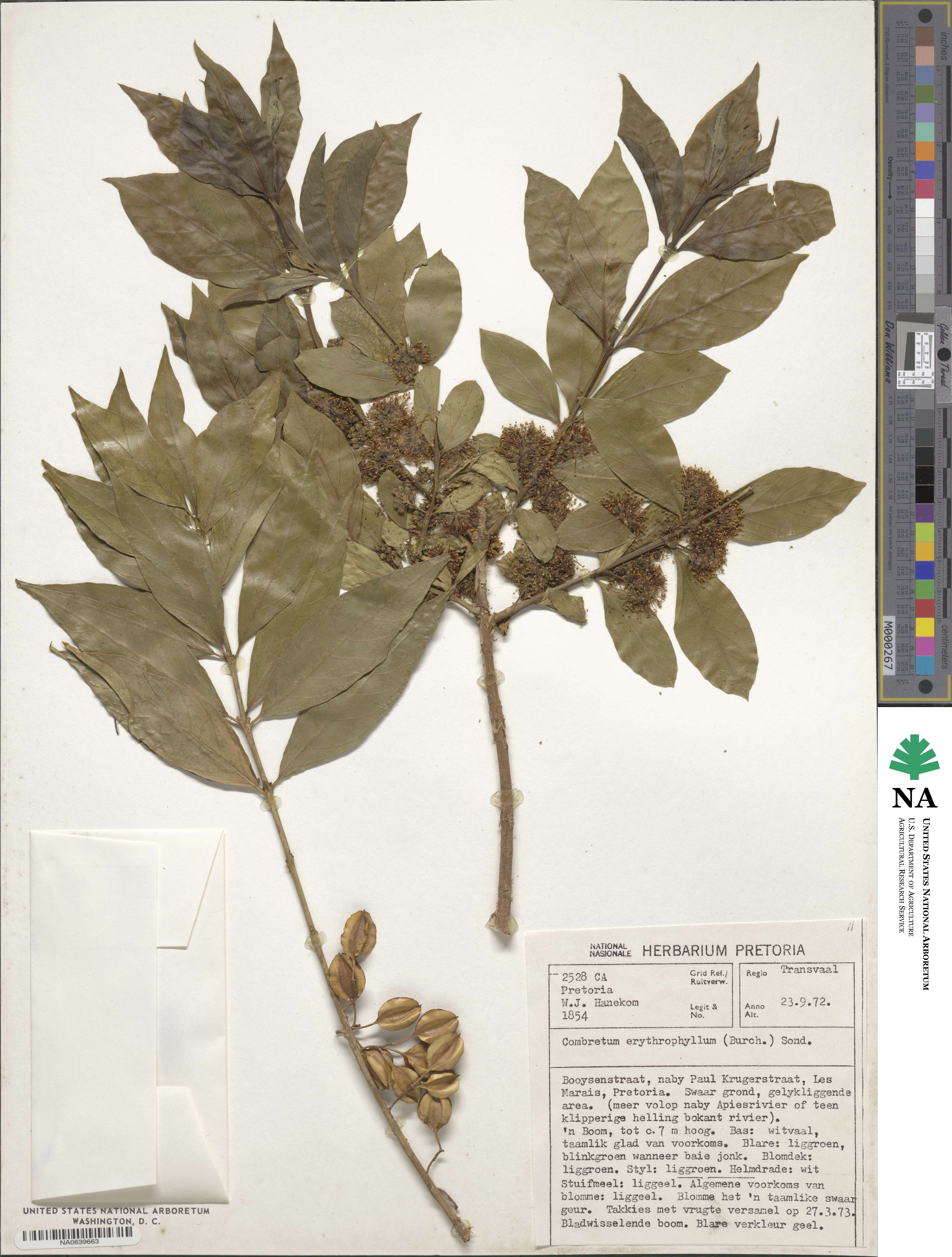 Combretum erythrophyllum image