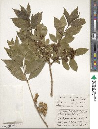 Combretum erythrophyllum image