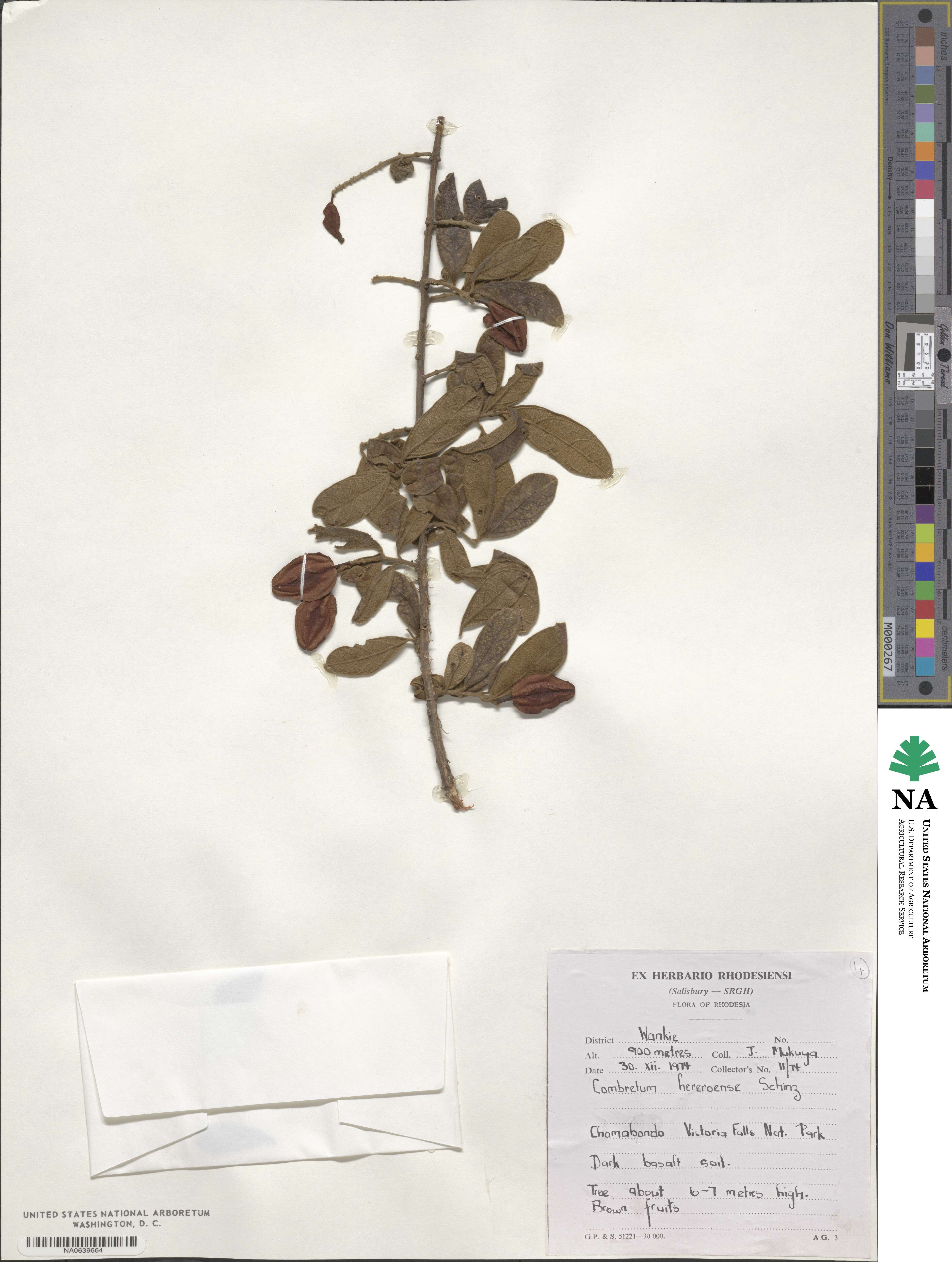 Combretum hereroense image