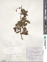 Image of Combretum hereroense