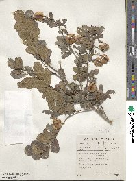 Combretum hereroense image