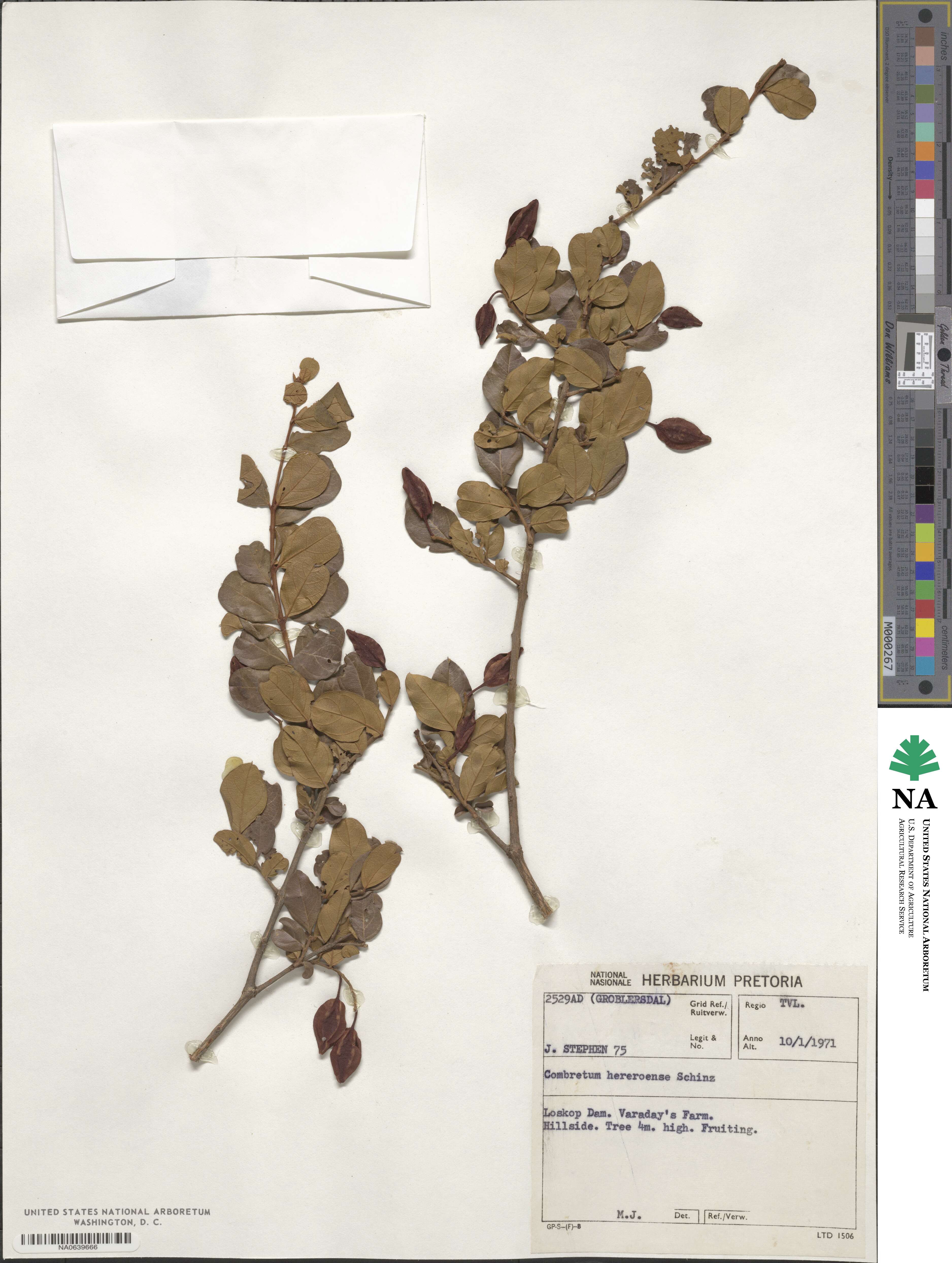 Combretum hereroense image