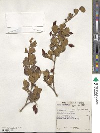 Combretum hereroense image