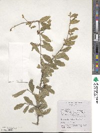 Combretum imberbe image