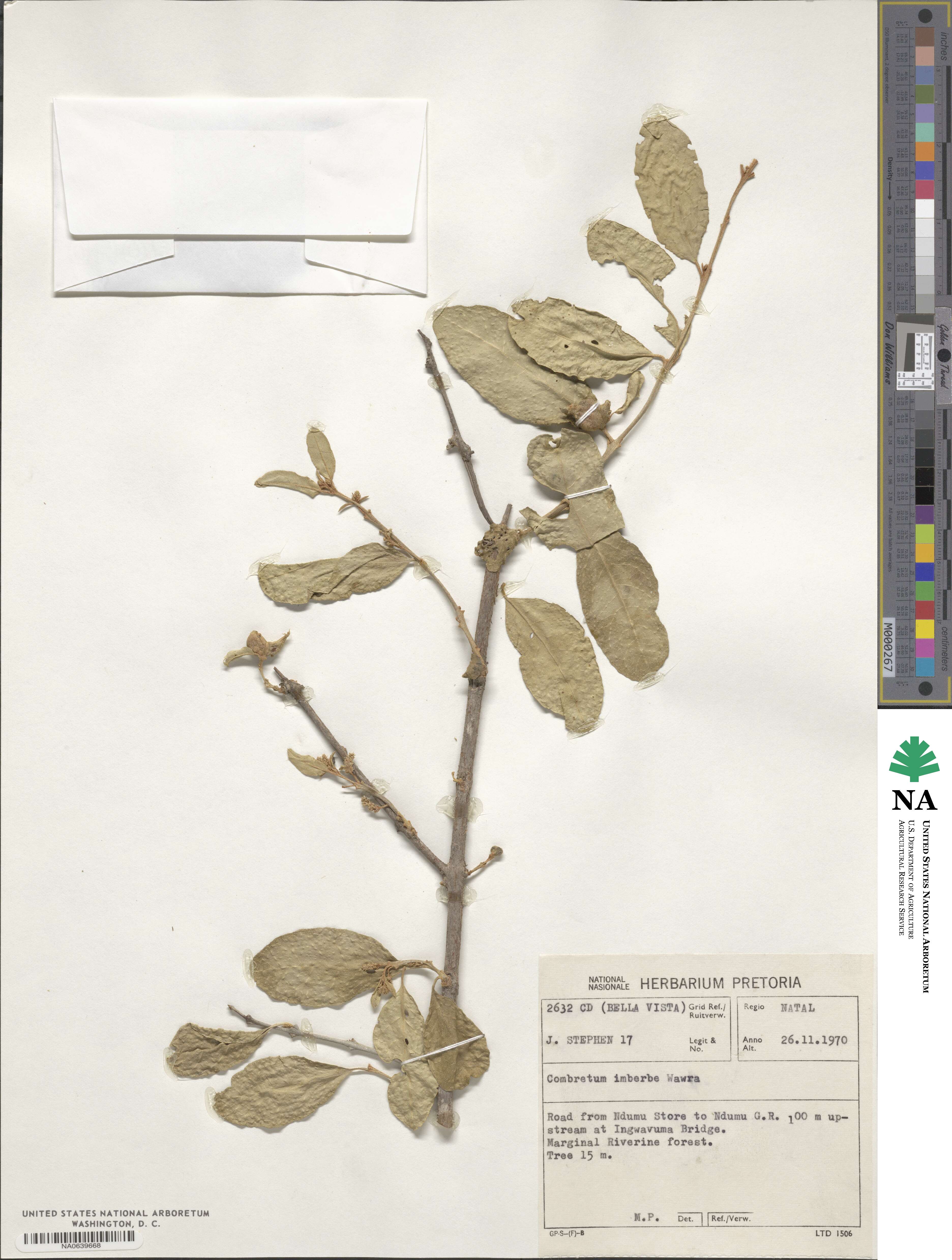 Combretum imberbe image