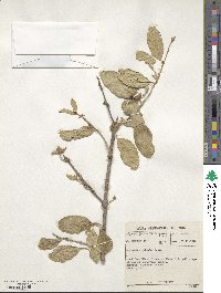 Combretum imberbe image