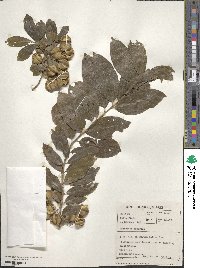 Image of Combretum kraussii