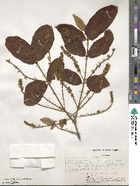 Combretum molle image