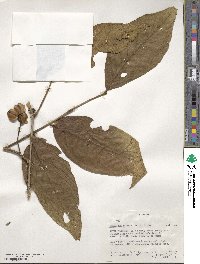 Combretum molle image