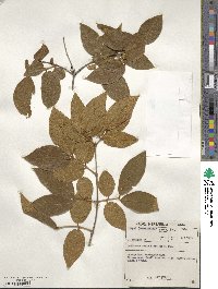 Combretum molle image