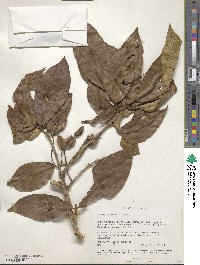 Combretum molle image