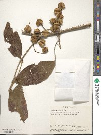 Combretum molle image