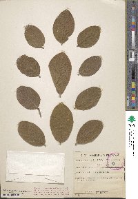 Combretum molle image