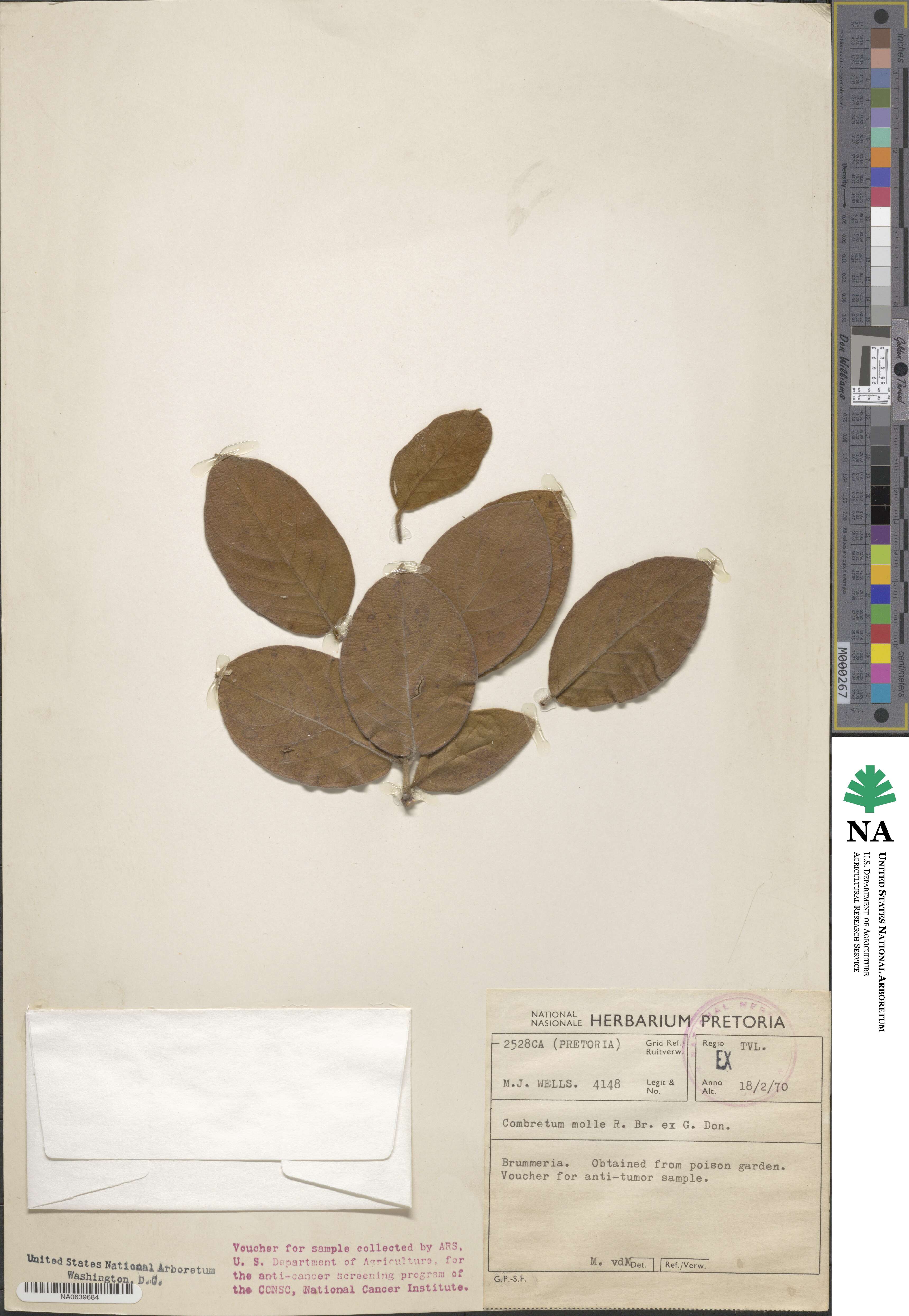 Combretum molle image