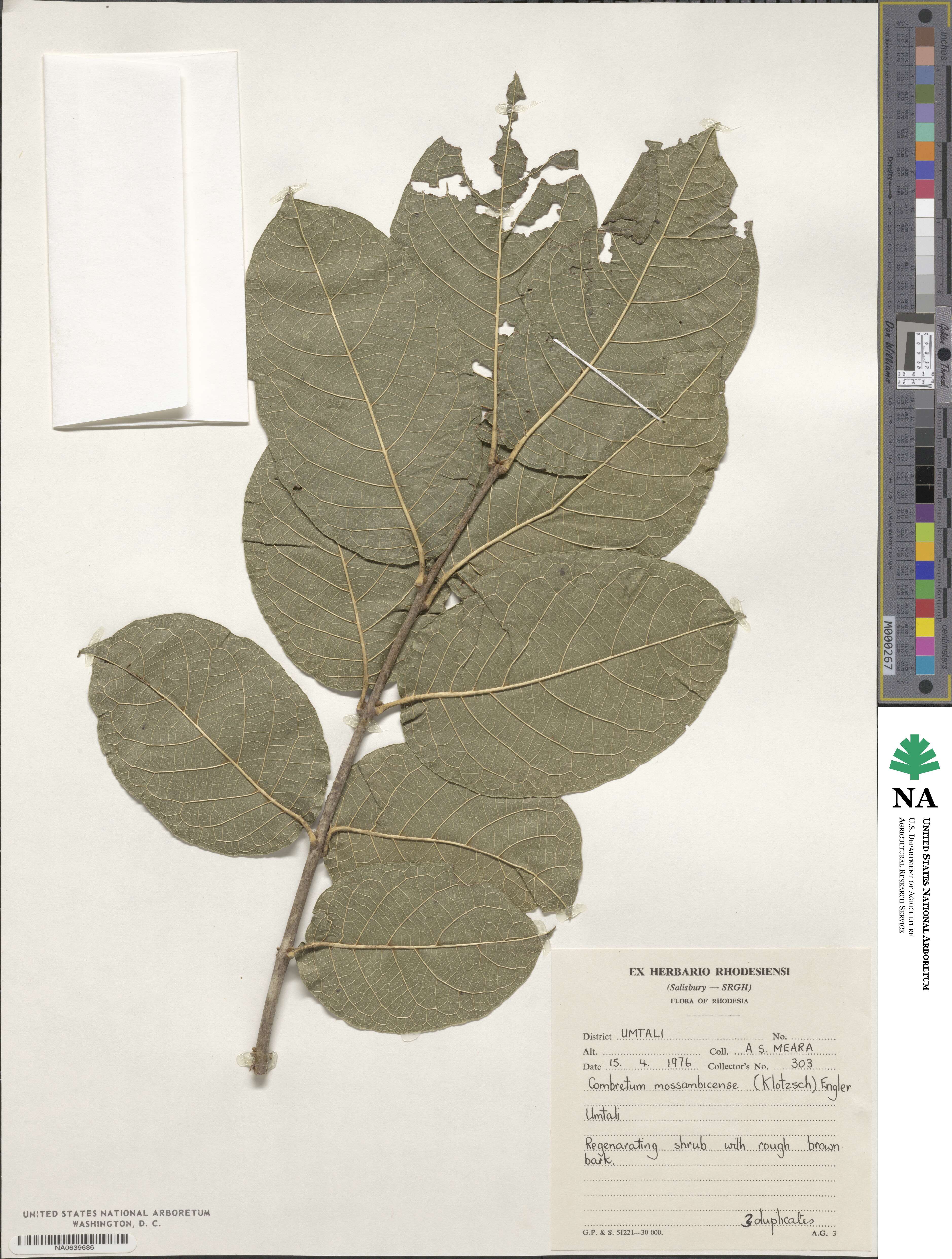 Combretum mossambicense image