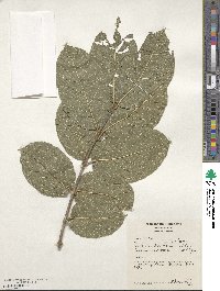 Image of Combretum mossambicense