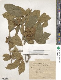 Combretum molle image